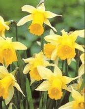 Pseudo Narcissus Lobularis Bulbs - Wild Daffodil
